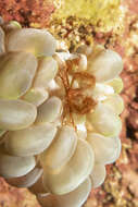 Image of Orangutang crab