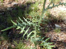 Image de Galactites tomentosa Moench