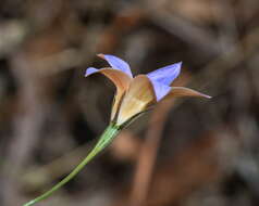 Imagem de Wahlenbergia luteola P. J. Sm.