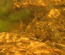 Image of Clanwilliam Yellowfish