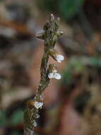 Image of Zeuxine parvifolia (Ridl.) Seidenf.