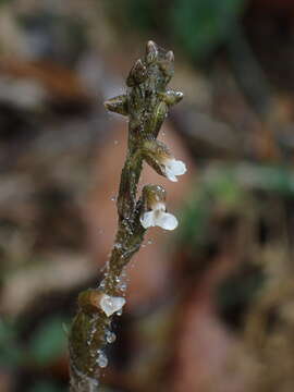 Image of Zeuxine parvifolia (Ridl.) Seidenf.