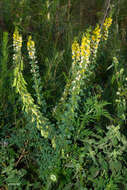 Image of Poiretia tetraphylla (Poir.) Burkart