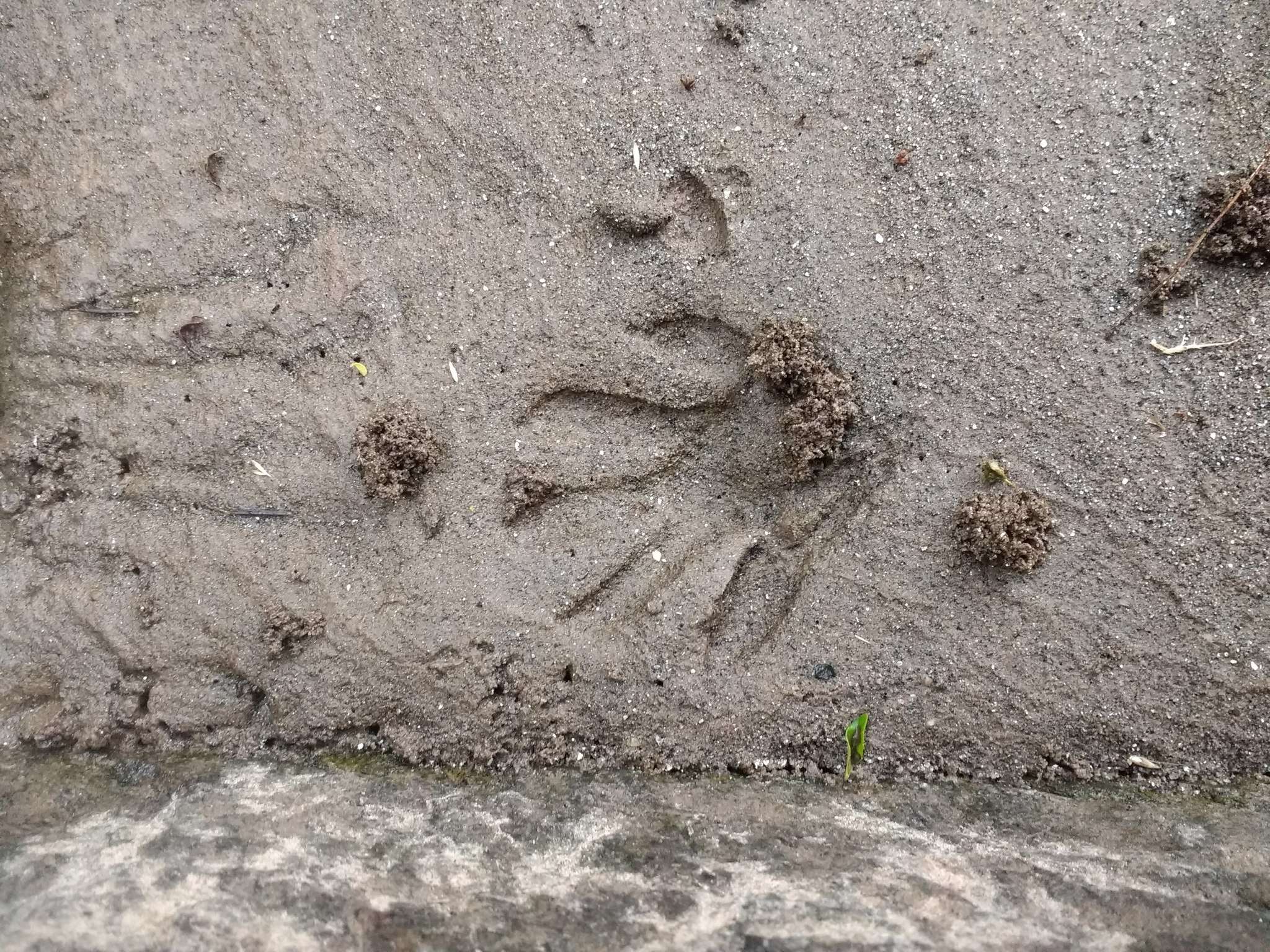 Image of Crab-eating Raccoon