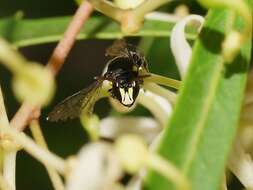 Imagem de Hylaeus nubilosus (Smith 1853)