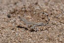 Sivun Callisaurus draconoides rhodostictus Cope 1896 kuva