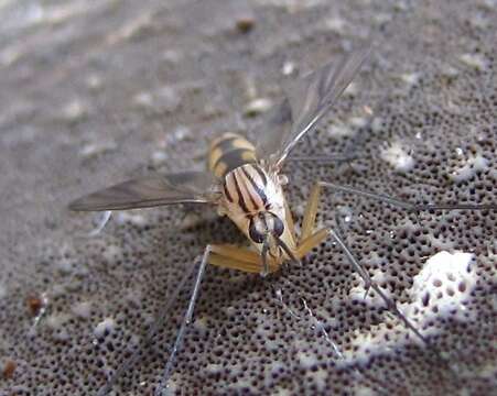 Image of Neoempheria balioptera (Loew 1870)