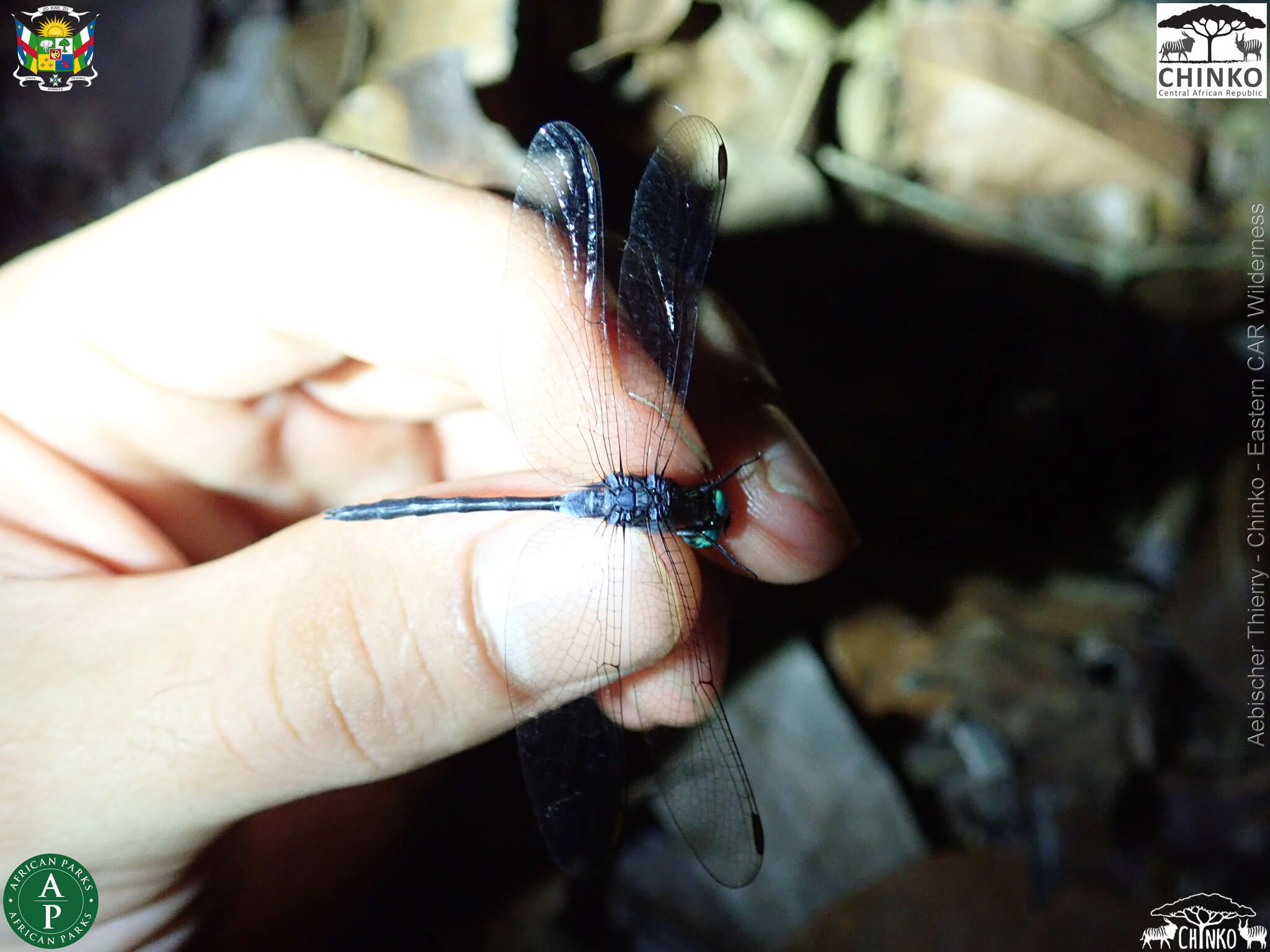 Oxythemis phoenicosceles Ris 1909 resmi