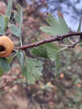 صورة Crataegus azarolus var. pontica (Koch) K. I. Christensen