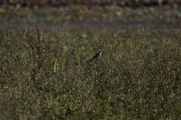 Image of serin, european serin