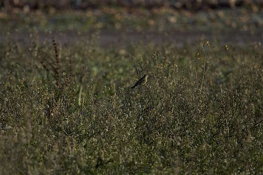 Image of serin, european serin