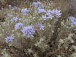 Image of Eriastrum densifolium subsp. patens (Hoover) S. J. De Groot