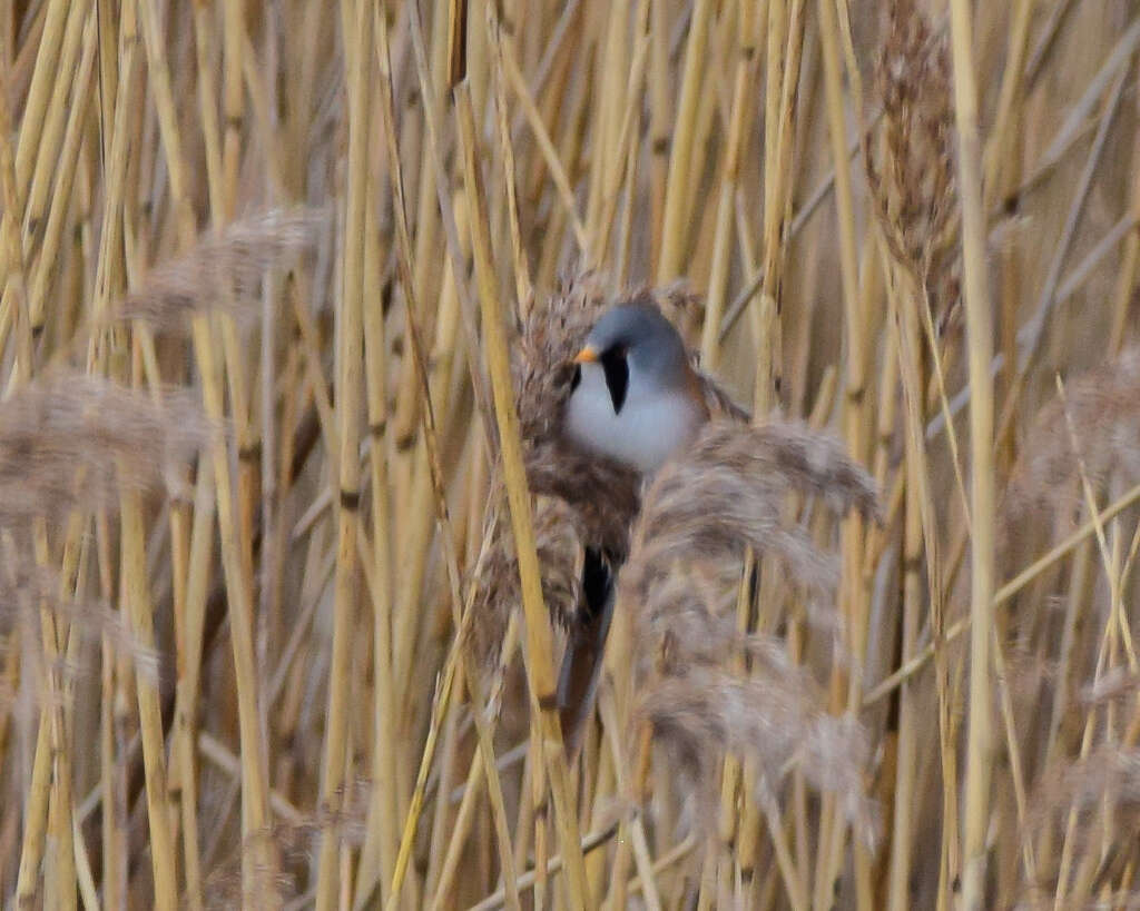 Sivun Panuridae kuva