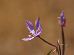 Image of Waltham Creek clarkia