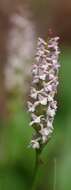 Image of Short spurred fragrant orchid