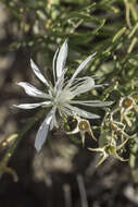 Mentzelia humilis (Rydb.) J. Darlington的圖片