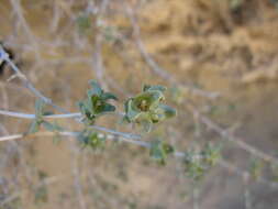 Image of Nucularia perrinii Batt.