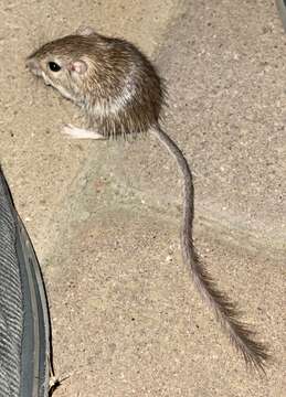 Image of spiny pocket mouse