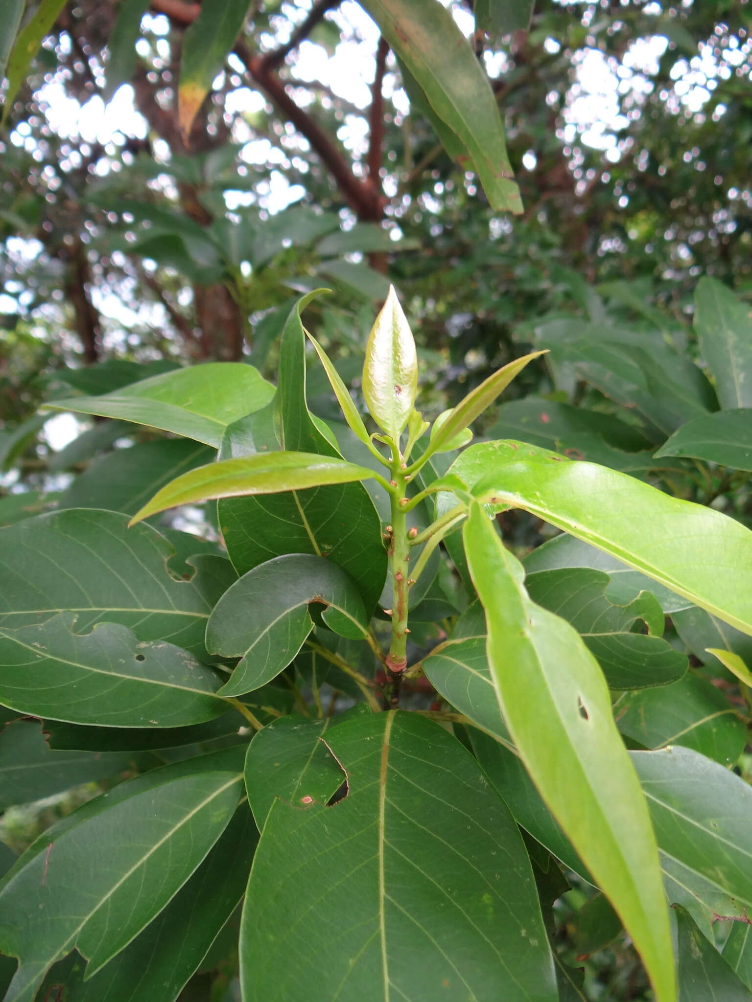 Image of Machilus zuihoensis var. mushaensis (F. Y. Lu) Y. C. Liu