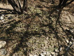 Image de Echinocereus cinerascens subsp. tulensis (Bravo) N. P. Taylor