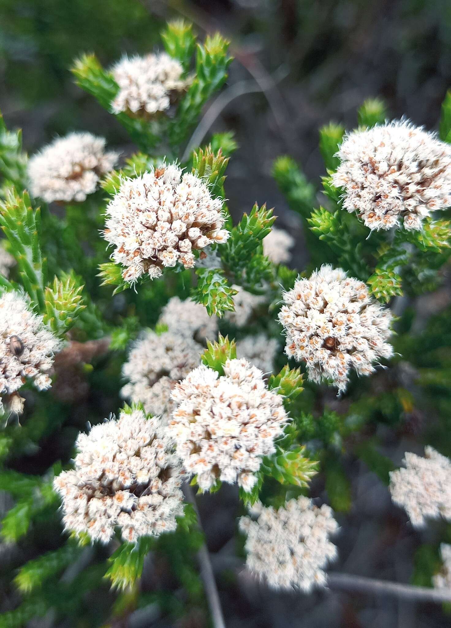 Image of Metalasia erectifolia Pillans