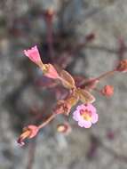 Image of San Bernardino Mountain Monkey-Flower