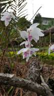 Imagem de Dendrobium papilio Loher