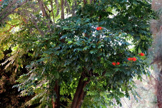 Image of African tulip tree