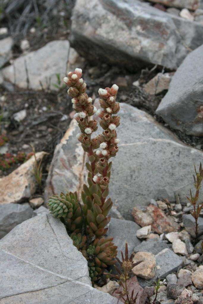 Image of Villadia aristata R. Moran