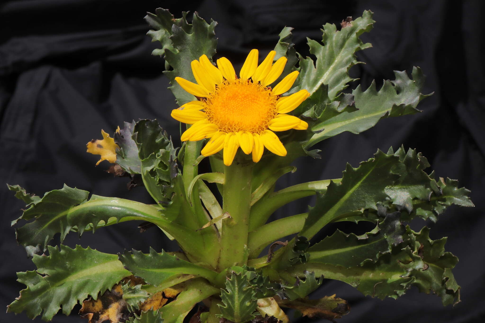 Image of Senecio breviscapus DC.