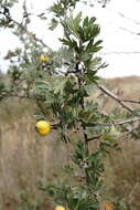 Image of Crataegus orientalis subsp. pojarkovae (Kossych) J. I. Byatt