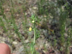 Sivun Verbascum orientale (L.) All. kuva