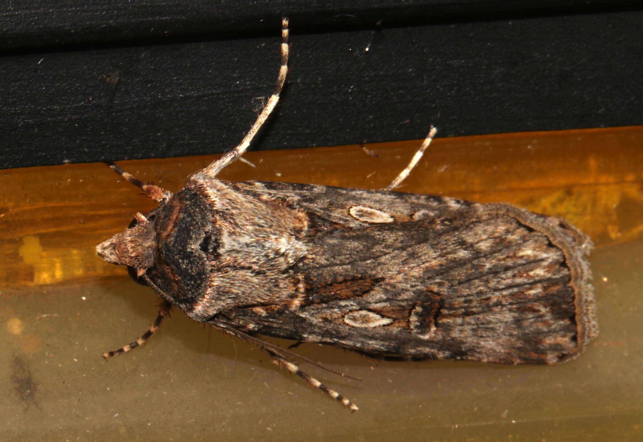 Image of Agrotis munda Walker 1856