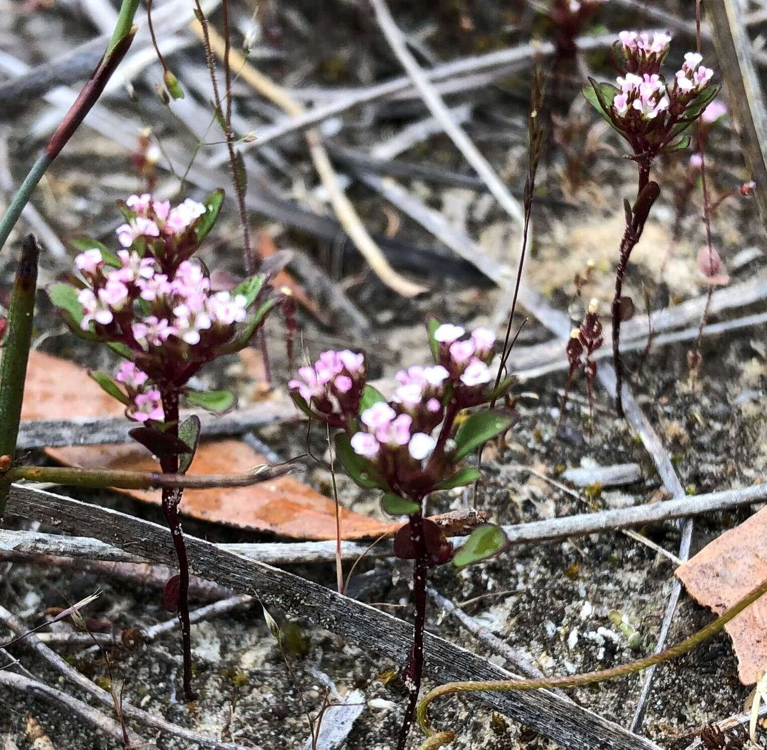 Image of Levenhookia pusilla R. Br.