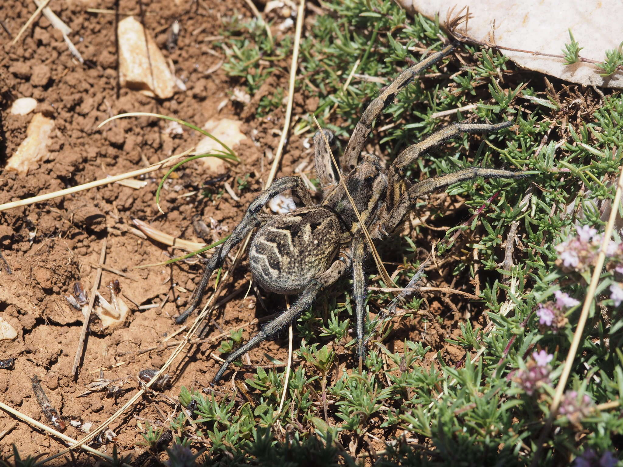 Image of Tarantula wolf spider