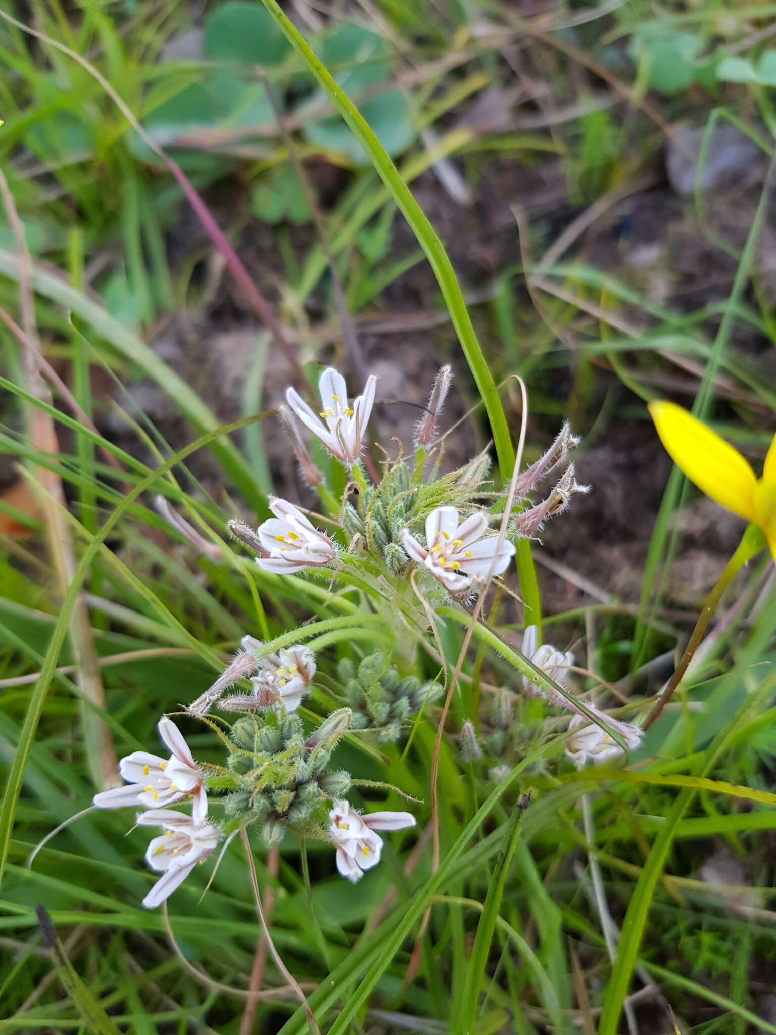 Image of Trachyandra hispida (L.) Kunth