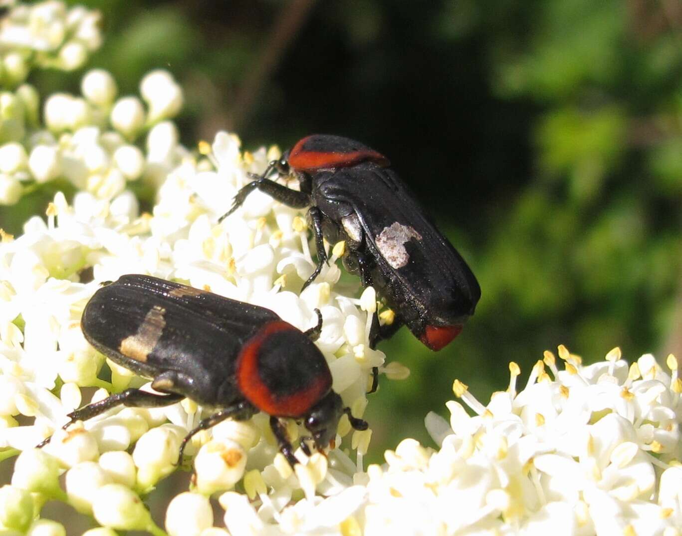 Image de Glycyphana horsfieldi (Hope 1831)