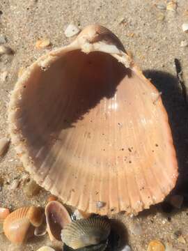 Image of Giant Heart Cockles