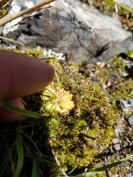 Image of Wedge-Leaf Saxifrage