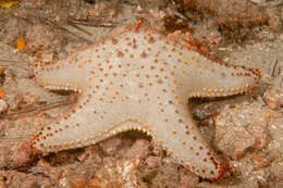 Image of Spotted seastar