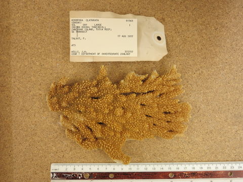 Image of Table Coral