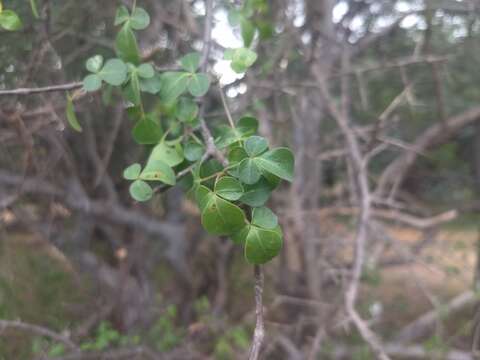 Plancia ëd Commiphora berryi (Arn.) Engl.