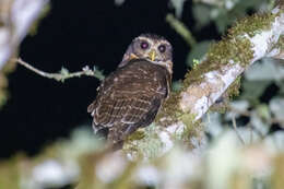 Image of Band-bellied Owl