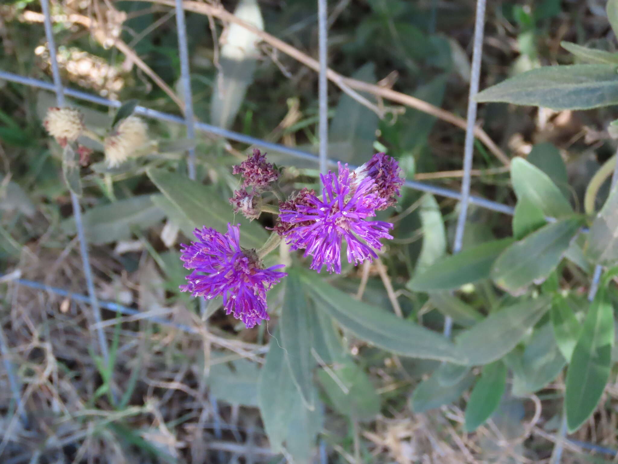 Слика од Chrysolaena flexuosa (Sims) H. Rob.