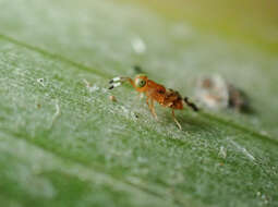 Image of Parasitoid wasp