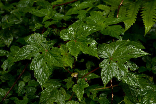 Image of Begonia oxyloba Welw. ex Hook. fil.