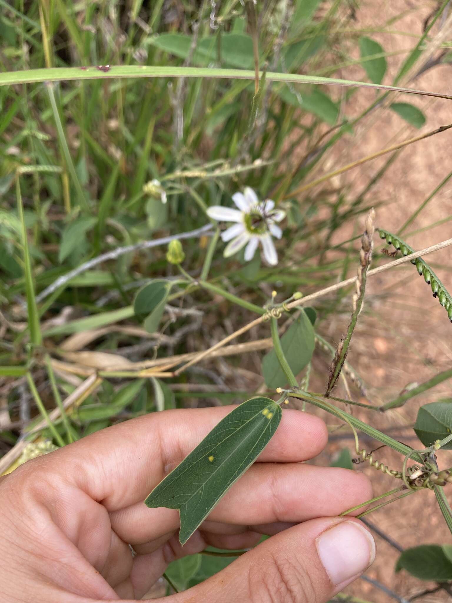 Image of Passiflora cuneata Willd.