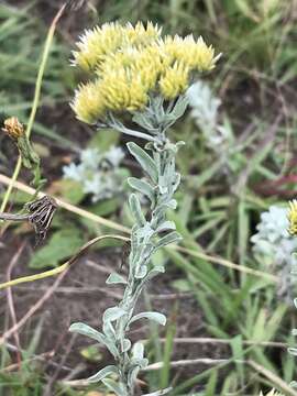 Image of Helichrysum callicomum Harv.