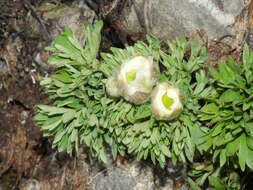 Слика од Ranunculus buchananii Hook. fil.