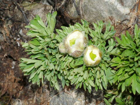 Imagem de Ranunculus buchananii Hook. fil.